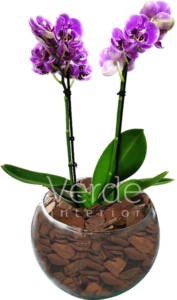 Vaso 1