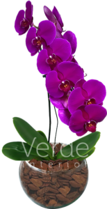 Vaso 2