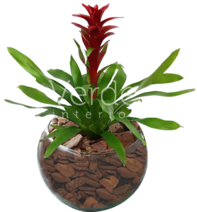 Vaso 3
