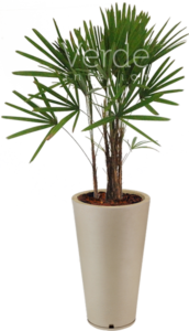 Vaso 4