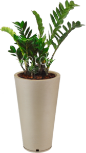 Vaso 3
